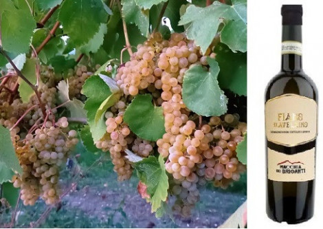 Fiano di Avellino DOCG - Storia, caratteristiche e abbinamenti